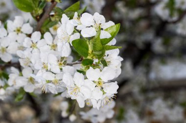 Erik çiçekleri ve tomurcukları gücün, umudun, güvenin, azmin ve uzun ömürlülüğün sembolüdür, çünkü kötü hava koşullarında bile çiçek açma yeteneğine sahiptirler..