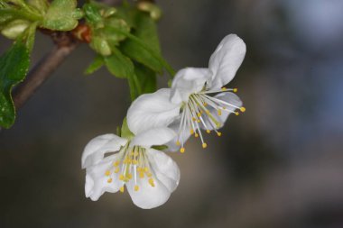 Erik çiçekleri ve tomurcukları gücün, umudun, güvenin, azmin ve uzun ömürlülüğün sembolüdür, çünkü kötü hava koşullarında bile çiçek açma yeteneğine sahiptirler..