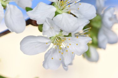 Erik çiçekleri ve tomurcukları gücün, umudun, güvenin, azmin ve uzun ömürlülüğün sembolüdür, çünkü kötü hava koşullarında bile çiçek açma yeteneğine sahiptirler..