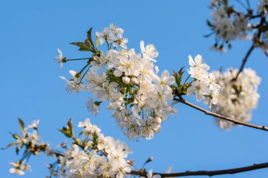 kiraz, elma, şeftali ve erik çiçekleri kadınsı güzelliği sembolize eder, aşkın, saflığın ve hayatın geçici doğasının sembolü, barış, şehvet ve doğurganlığı. 