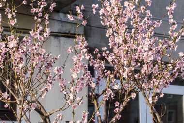 kiraz, elma, şeftali ve erik çiçekleri kadınsı güzelliği sembolize eder, aşkın, saflığın ve hayatın geçici doğasının sembolü, barış, şehvet ve doğurganlığı. 