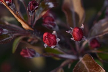 Pembe kiraz çiçekleri, bir amaç uğruna kurban edilen savaşçıların yaşamlarının geçici ve hızlı geçişinin sembolleridir.