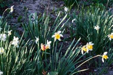 Narcissus 'un yeniden doğuş, saygı, minnettarlık ve sevgiyi paylaşmama anlamı vardır. Efsaneye göre nergisler Narcissus' un ölümüyle açan çiçeklerdir.