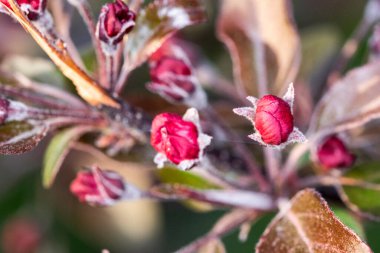 Pembe kiraz çiçekleri, bir amaç uğruna kurban edilen savaşçıların yaşamlarının geçici ve hızlı geçişinin sembolleridir.