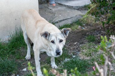 Sokak köpeği, ısırıklar yüzünden dünyanın pek çok yerinde endişe verici bir varlık olarak sokaklarda özgürce dolaşan bir köpektir. Bu da aşırı durumlarda kurbanların ölümüne neden olur..