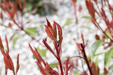 Süslü çalılar. Süslü ağaçların aralığı çeşitli çeşitleri içerir. Bu da kendi bahçenizde eşsiz bir manzara düzenlemesi yaratmanıza olanak sağlar..