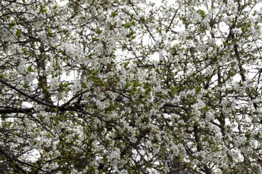 kiraz, elma, şeftali ve erik çiçekleri kadınsı güzelliği sembolize eder, aşkın, saflığın ve hayatın geçici doğasının sembolü, barış, şehvet ve doğurganlığı. 