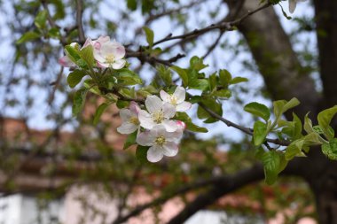 kiraz, elma, şeftali ve erik çiçekleri kadınsı güzelliği sembolize eder, aşkın, saflığın ve hayatın geçici doğasının sembolü, barış, şehvet ve doğurganlığı. 