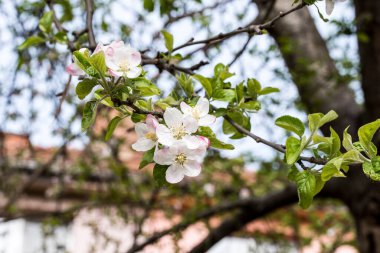 kiraz, elma, şeftali ve erik çiçekleri kadınsı güzelliği sembolize eder, aşkın, saflığın ve hayatın geçici doğasının sembolü, barış, şehvet ve doğurganlığı. 