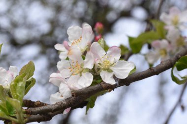 kiraz, elma, şeftali ve erik çiçekleri kadınsı güzelliği sembolize eder, aşkın, saflığın ve hayatın geçici doğasının sembolü, barış, şehvet ve doğurganlığı. 