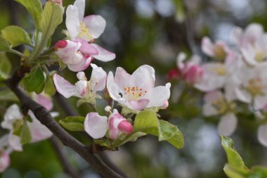 kiraz, elma, şeftali ve erik çiçekleri kadınsı güzelliği sembolize eder, aşkın, saflığın ve hayatın geçici doğasının sembolü, barış, şehvet ve doğurganlığı. 