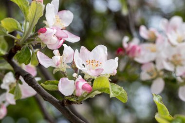 kiraz, elma, şeftali ve erik çiçekleri kadınsı güzelliği sembolize eder, aşkın, saflığın ve hayatın geçici doğasının sembolü, barış, şehvet ve doğurganlığı. 