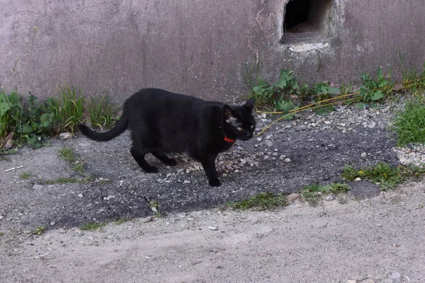 Chat Domestique Est Mammifère Carnivore Est Avec Des Gens Depuis — Photo