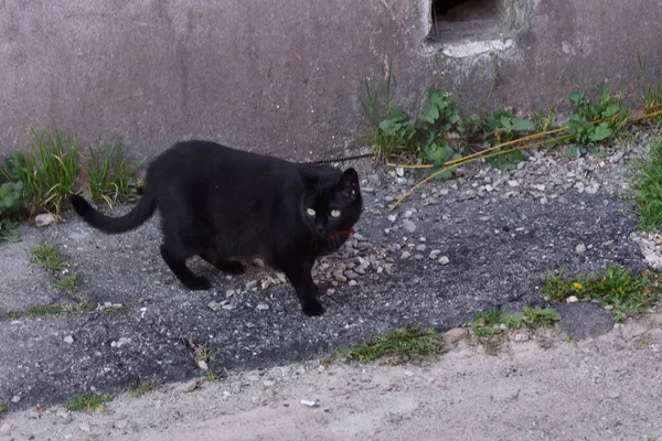 Gato Doméstico Mamífero Carnívoro Estado Con Personas Durante Más 500 — Foto de Stock