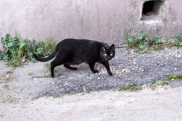 Gato Doméstico Mamífero Carnívoro Estado Con Personas Durante Más 500 — Foto de Stock