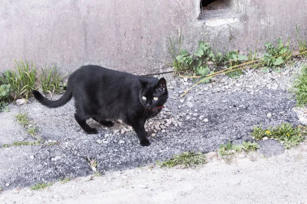 Gato Doméstico Mamífero Carnívoro Estado Con Personas Durante Más 500 — Foto de Stock