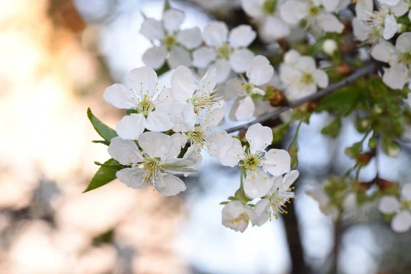 Plum Flowers Buds Symbol Strength Hope Confidence Perseverance Longevity Because — Stock Photo, Image