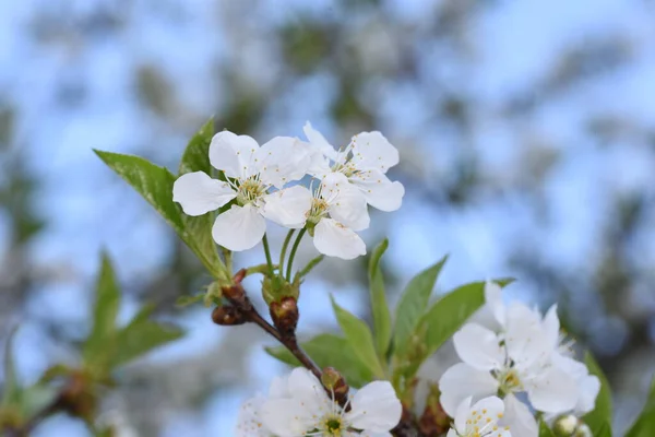 Plum Flowers Buds Symbol Strength Hope Confidence Perseverance Longevity Because — Stock Photo, Image