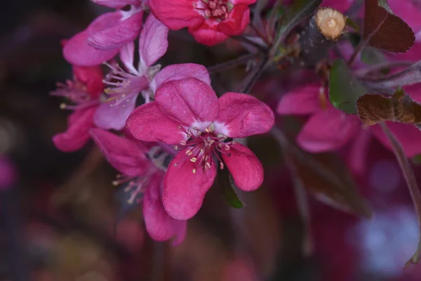 Rosa Körsbär Blommor Symboler För Efemeralitet Och Snabb Passage Livet — Stockfoto