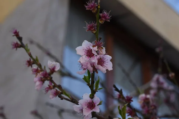 Die Pfirsichblüte Wird Auch Der Stern Der Liebe Genannt Und — Stockfoto