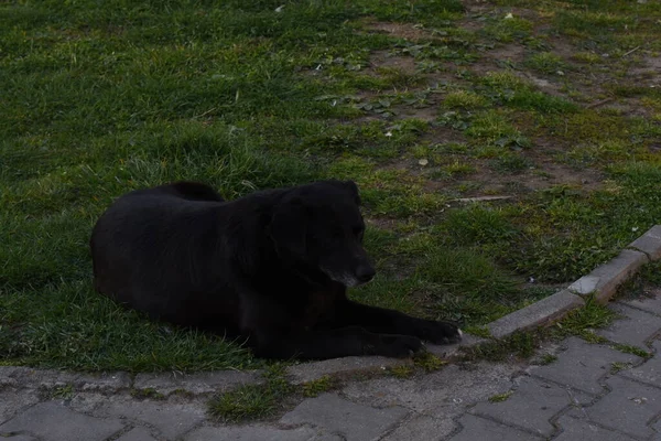 Cão Negro Cão Uma Das Subespécies Lobo Cinzento Sendo Mamífero — Fotografia de Stock