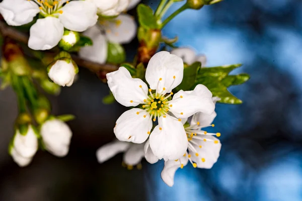 cherry, apple, peach and plum flowers symbolize feminine beauty, symbol of love, purity and ephemeral nature of life, peace, sensuality and fertility