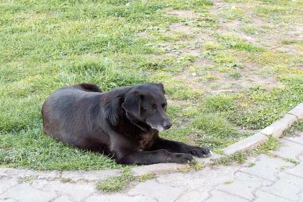 Cão Negro Cão Uma Das Subespécies Lobo Cinzento Sendo Mamífero — Fotografia de Stock