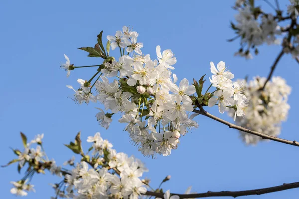 Cherry Apple Peach Plum Flowers Symbolize Feminine Beauty Symbol Love — Stock Photo, Image