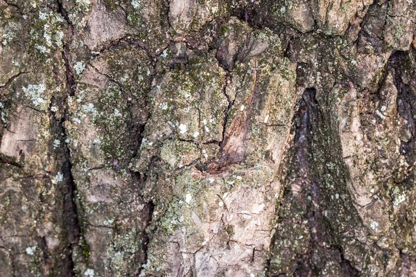Trädets Bark Betydde Både Styrka Och Livslängd Styrka Och Hårdhet — Stockfoto