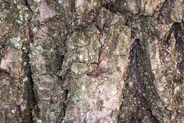 Corteza Del Árbol Significaba Tanto Idea Fuerza Longevidad Fuerza Dureza —  Fotos de Stock