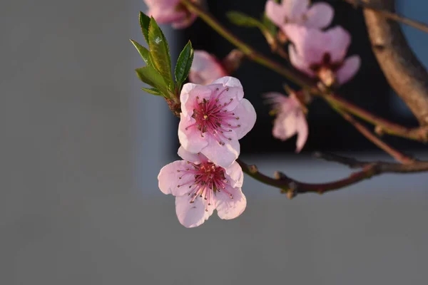 Cherry Apple Peach Plum Flowers Symbolize Feminine Beauty Symbol Love — Stock Photo, Image