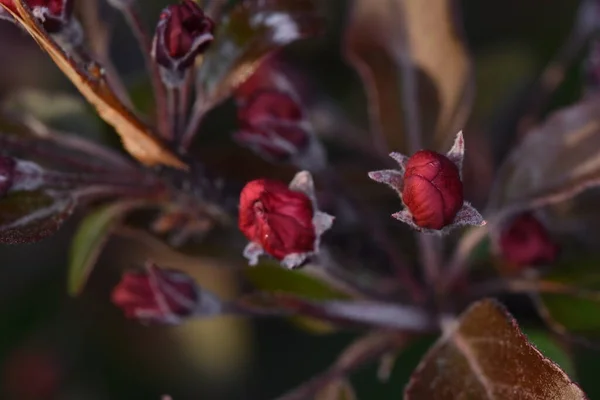 Rosafarbene Kirschblüten Sind Symbole Der Vergänglichkeit Und Des Raschen Vergehens — Stockfoto