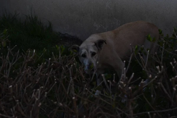 Sokak Köpeği Isırıklar Yüzünden Dünyanın Pek Çok Yerinde Endişe Verici — Stok fotoğraf