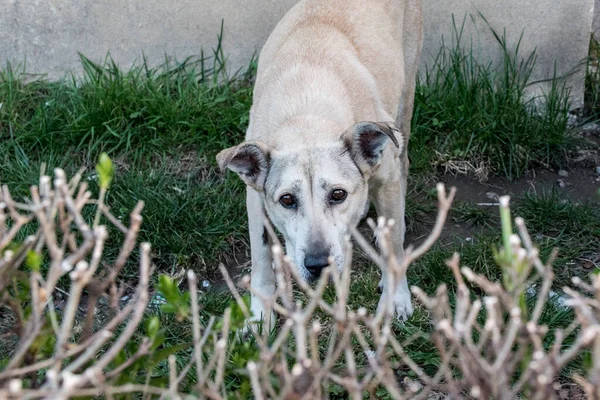 Een Zwerfhond Een Hond Die Vrij Door Straten Zwerven Een — Stockfoto