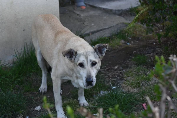 Cane Randagio Cane Che Vaga Liberamente Strade Essendo Una Presenza — Foto Stock