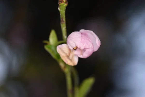 Les Fleurs Cerise Pomme Pêche Prune Symbolisent Beauté Féminine Symbole — Photo