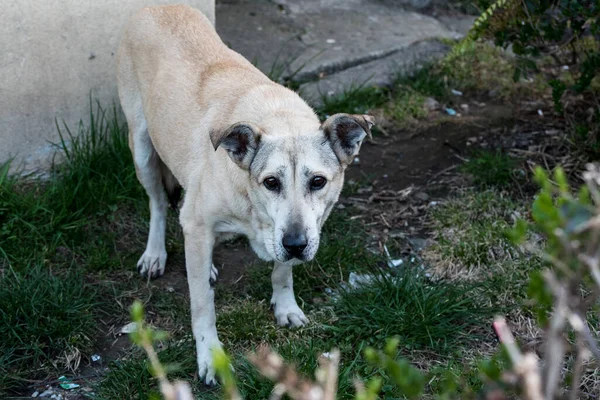 Een Zwerfhond Een Hond Die Vrij Door Straten Zwerven Een — Stockfoto