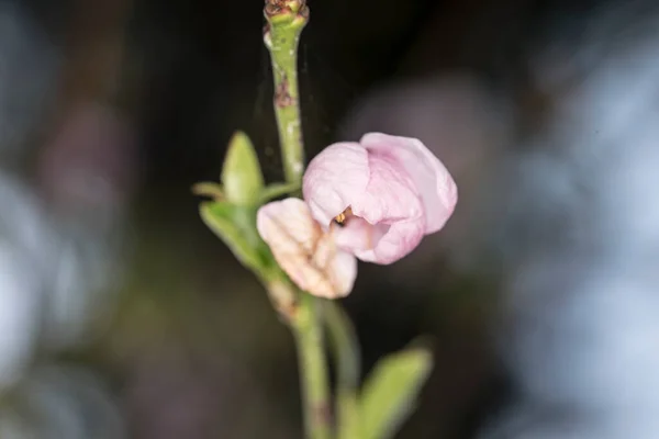 Les Fleurs Cerise Pomme Pêche Prune Symbolisent Beauté Féminine Symbole — Photo