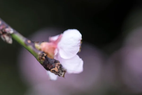 リンゴ 梅の花は女性の美しさ 愛の象徴 人生の一時的な性質 官能性 不妊を象徴しています — ストック写真