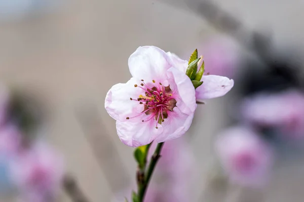 cherry, apple, peach and plum flowers symbolize feminine beauty, symbol of love, purity and ephemeral nature of life, peace, sensuality and fertility