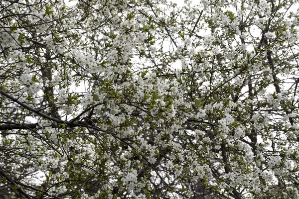 Třešňové Jablečné Broskvové Švestkové Květy Symbolizují Ženskou Krásu Symbol Lásky — Stock fotografie