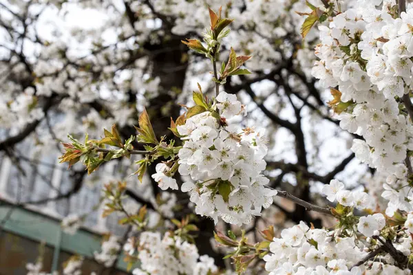 Cherry Apple Peach Plum Flowers Symbolize Feminine Beauty Symbol Love — Stock Photo, Image