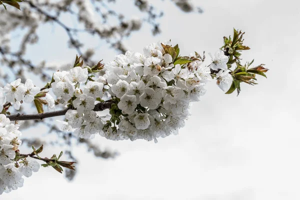 cherry, apple, peach and plum flowers symbolize feminine beauty, symbol of love, purity and ephemeral nature of life, peace, sensuality and fertility