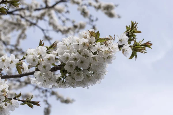 Cherry Apple Peach Plum Flowers Symbolize Feminine Beauty Symbol Love — Stock Photo, Image