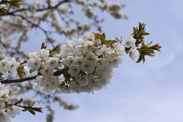 Cherry Apple Peach Plum Flowers Symbolize Feminine Beauty Symbol Love — Stock Photo, Image