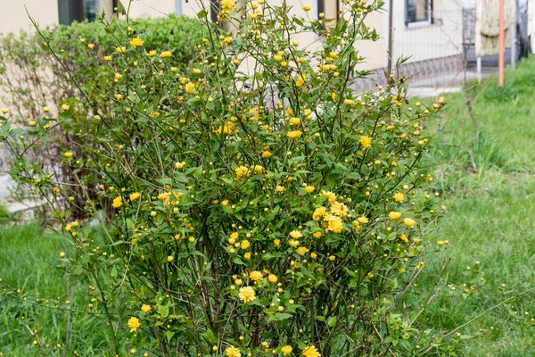 Květiny Forsythia Keř Hnědou Černou Kůrou Květinami Které Objevují Začátku — Stock fotografie