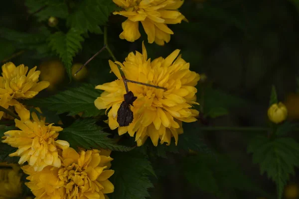 Flowers Forsythia Shrub Brown Black Bark Flowers Appear Early Spring — Stock Photo, Image