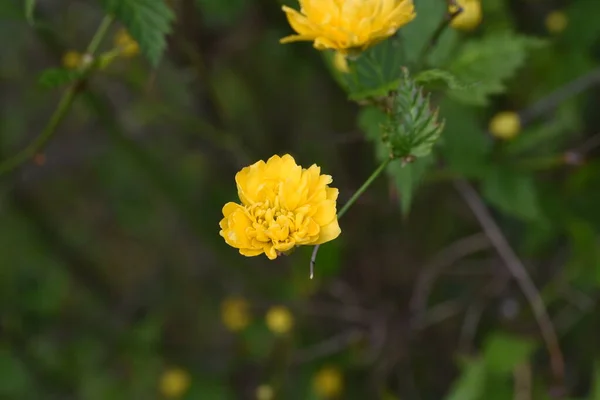 Flowers Forsythia Shrub Brown Black Bark Flowers Appear Early Spring — Stock Photo, Image