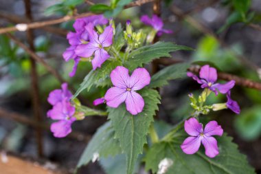 Menekşe narin bir çiçektir ve menekşe vermek samimiyet ve güveni sembolize eder. Keman seven kadın duygularında samimi ve dışavurumlarında çok dürüsttür.