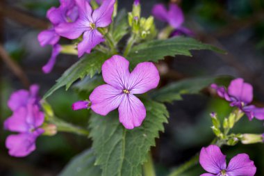 Menekşe narin bir çiçektir ve menekşe vermek samimiyet ve güveni sembolize eder. Keman seven kadın duygularında samimi ve dışavurumlarında çok dürüsttür.